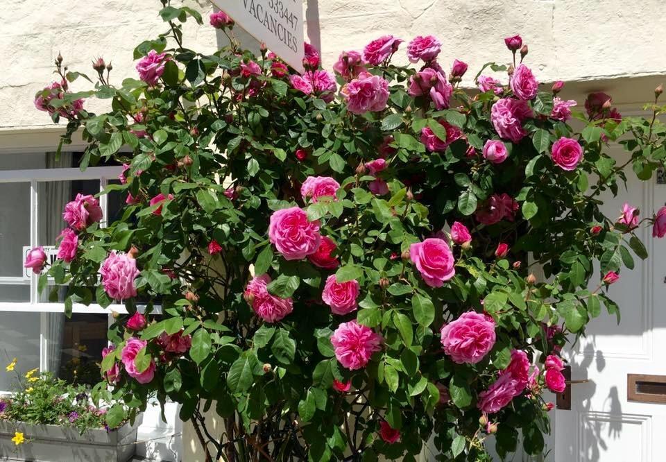 Cyntwell Guest Guest house 2*